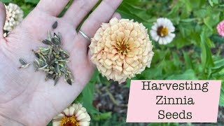 How to Harvest Zinnia Seeds [upl. by Naeerb288]