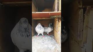 Kalsira set kaisa laga comment box me bataye🕊🕊🕊 kabutarbazi pigeonlover tournament pigeon [upl. by Jenna]