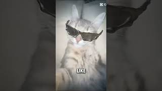 memes cat bro got da rizzzz [upl. by Jenna996]