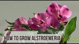 How to Grow Alstroemeria  Astromelia Flower  TvAgro By Juan Gonzalo Angel [upl. by Pfeifer]