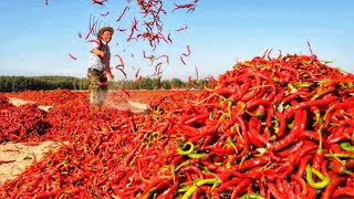 CARA BERTANI CABE UNTUNG BERLIMPAH [upl. by Maitland]