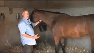 EXTRAIT  Corse hippique  Equidia Live [upl. by Zampardi]