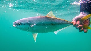 Incredible Saltwater Fly Fishing Close to Home [upl. by Rozalin]