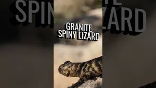 147th Species  Granite Spiny Lizard reptile animal nature herping herps [upl. by Ramona]