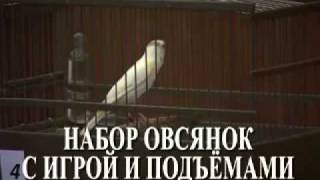 russian canary 99402246 [upl. by Akalam]