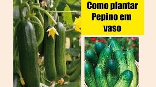 Pepino terra utilizada adubaçãopolinização para produzir MUITO em casa mesmo no vaso [upl. by Suravart]