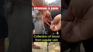 Intravenous injection in jugular vein l collection of blood from jugular vein l Dr Umar Khan [upl. by Aikemal]