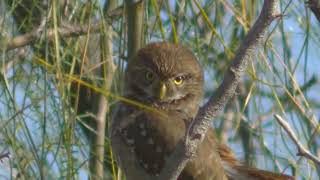 Caburé chico Glaucidium brasilianum Biología Esperanza Santa Fe Argentina 2024 [upl. by Yttel245]