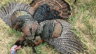 2016 Oklahoma Spring Turkey Hunting [upl. by Nosa297]