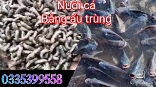 Rất nhiều người thành công với mô hình nuôi cá bằng ấu trùng ruồi lính đen 0335399558 [upl. by Uriia]