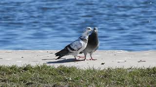 Rock Pigeon Mating RitualIts for the birds [upl. by Peedsaj]