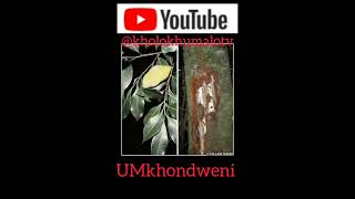 Incazelo ngoMkhondweni By Kholo Khumalo TV [upl. by Kimble]