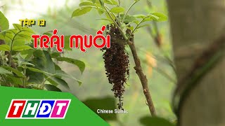 Tập 13 Trái muối  Chinese Sumac  Ký sự Khám phá Gia vị Việt  THDT [upl. by Marena511]