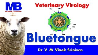 BLUETONGUE  Microbiology  Vivek Srinivas  Bluetongue BTV Veterinaryscience [upl. by Adidnere854]