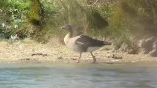 Oie à bec court pink footed goose Anse brachyrhynchus Escardine octobre 2024 [upl. by Nahgen]