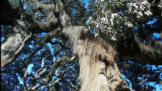 Puhutukawa trees towards East Cape here in New Zealand our Christmas Tree [upl. by Monetta405]