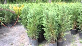 Small Evergreen Tree That is deer ResistantThe Hetz Columnar Juniper [upl. by Akemahs490]