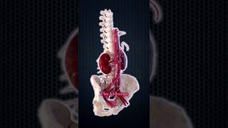 How Much Blood Do Your Kidneys Filter Daily [upl. by Oona]