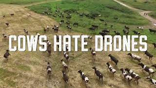 Haybuster  Cows Hate Drones [upl. by Sutsugua]