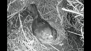 Blackbird nest  Nightwatch 3 [upl. by Amieva549]