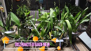 GIANT Orchid Haul  Carmela Orchids [upl. by Gaylor208]