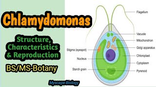 Chlamydomonas  Structure amp Reproduction  BSMSBotany  Urdu amp Hindi [upl. by Bartko]