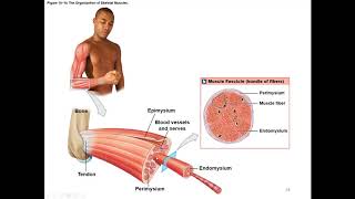 Chapter 10 Muscle Tissue and Contraction [upl. by Ellatnahc931]