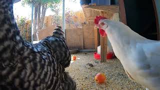 Backyard Chickens Long Compilation Relaxing Sounds Noises Hens Clucking Roosters Crowing 6 Hours [upl. by Ardnola532]