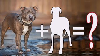 07 Amazing Staffordshire Bull Terrier Cross Breeds Dogs  Staffordshire Bull Terrier Mixes [upl. by Engen]