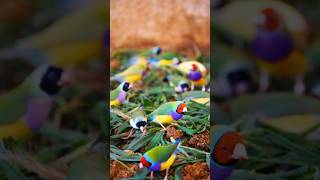 Most beautiful Gouldian finches ❤️😍 shorts youtubeshorts [upl. by Finella629]