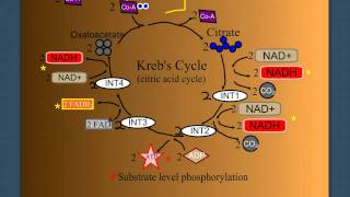 Cellular Respiration Part 2 The Krebs Cycle [upl. by Schram356]