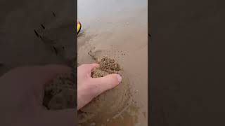 Saved life by pulling it out of the sand shortvideo [upl. by Neyut]