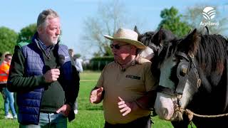 Horse drawn ploughing at Ploughing2024 [upl. by Anahsat]