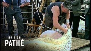 Sheep Shearing 1964 [upl. by Gow]