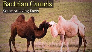 Bactrian Camel  Ten interesting Facts About Bactrian Camels [upl. by Roane954]