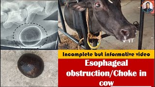 Esophageal obstruction in a cow by hair ballesophageal choke in cowsevere tympany [upl. by Gusty644]