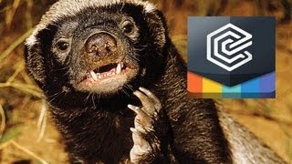 Honey Badger Narrates How Honey Badgers amp Snakes Knotch [upl. by Anehsat]