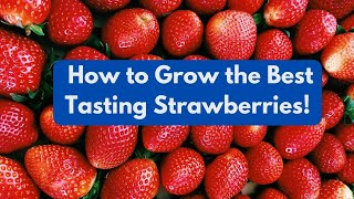 How to Grow the Best Tasting Strawberries [upl. by Sauer]