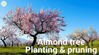 Growing Almond tree [upl. by Nitnilc]