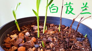 白芨兰发芽了！Bletilla striata [upl. by Ellehsat208]