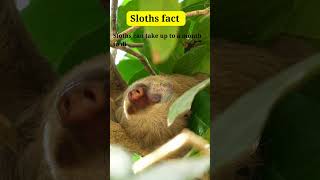 MindBlowing Sloth Facts That Will Make You Love Them Even More 🦥 🌿😮 animalsb5m Dailysmartfacts24 [upl. by Ettelracs]