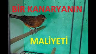 Kanarya Bakımı Bir Kanaryanın Maliyeti Ne KadarYem FiyatlariKuş FiyatlarıEnflasyon Sepeti [upl. by Emelen]