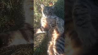 rest in the sun  CAT😺 BARSIK cat cute kitten [upl. by Perloff]