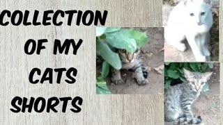 Collection of my cats shortsfunny videosfunnycatYouTube video [upl. by Assed962]