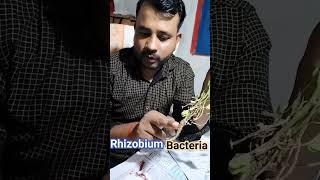 Rhizobium bacteria 🦠 practical  viral trending youtubeshorts practical nature education [upl. by Joseph830]