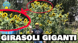 GIRASOLI  GIGANTI  Coltivazione nell ORTO per FIORITURE ESAGERATE grandi RACCOLTI ma non solo [upl. by Hpesoj531]