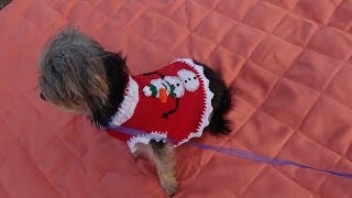 Sueter navideño para perro reciclado y tejido a crochet [upl. by Romanas807]