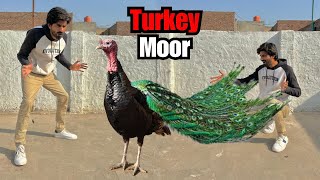 Turkey Bird Ko Mor Bana Diya 😃 [upl. by Ydnih]