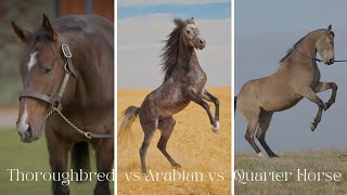 Arabian Horse vs Thoroughbred Horse vs Quarter Horse  Facts Comparison [upl. by Apps]