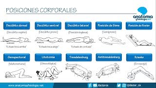 POSICIONES CORPORALES  Resúmenes de Anatomía y Fisiología [upl. by Joycelin806]